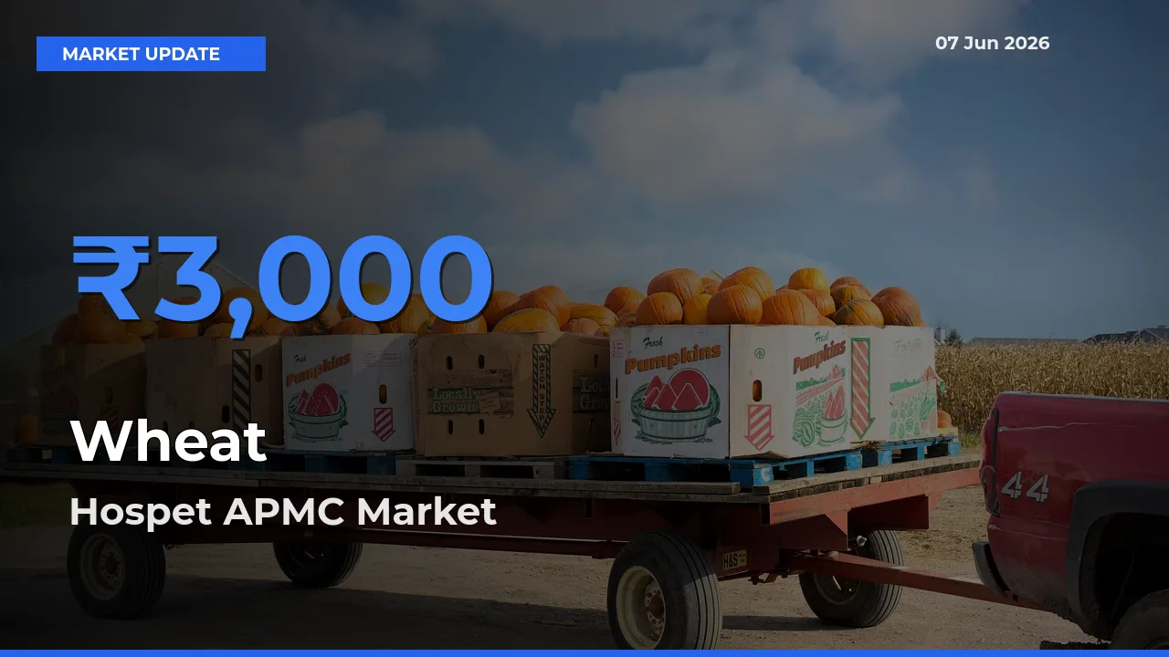 Hospet APMC Records Highest ₹3,000 Rate for Wheat