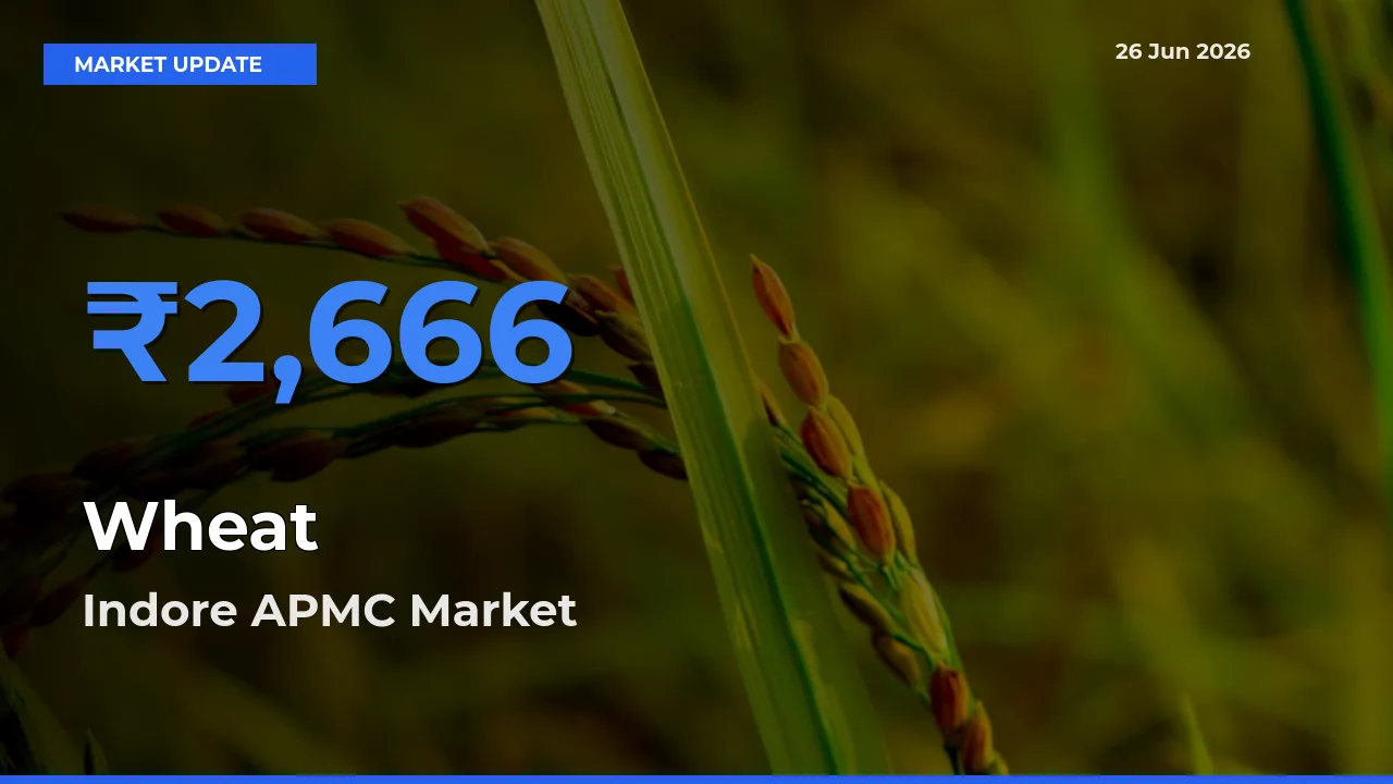 Top Performer! Indore APMC Offers Best Wheat Price Today