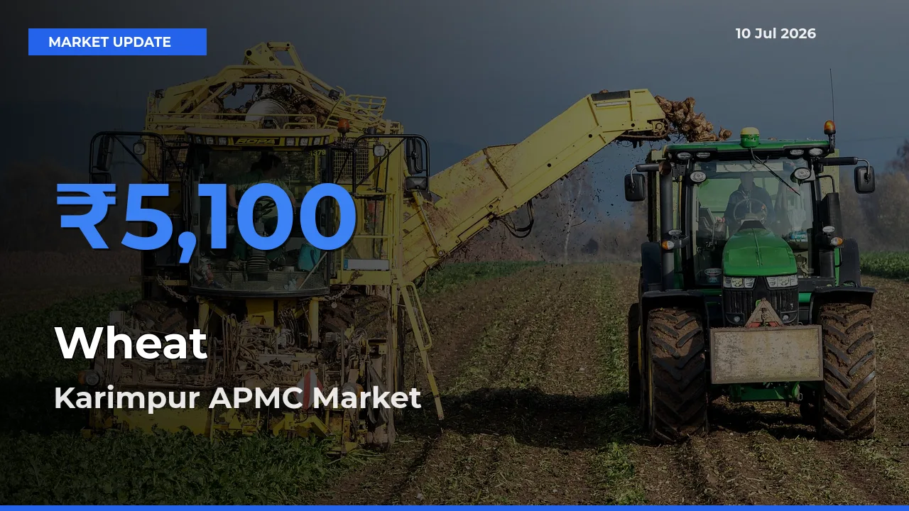 Karimpur APMC Offers ₹5,100 – Highest Wheat Rate Today
