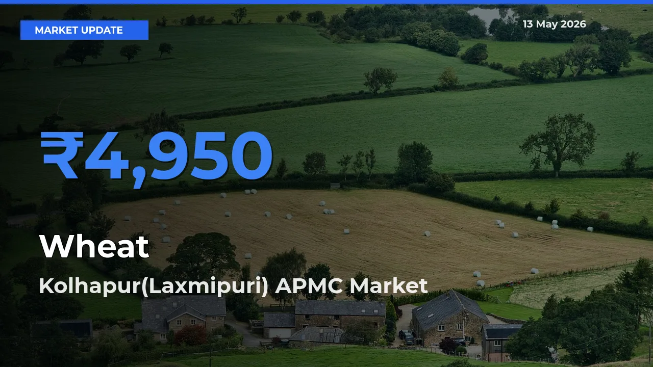 Wheat Mandi Rate Today: Kolhapur(Laxmipuri) APMC Tops the List