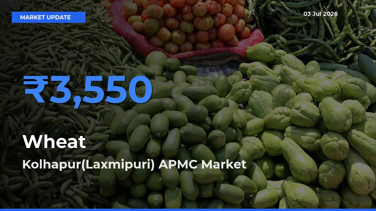 Kolhapur(Laxmipuri) APMC Records Highest ₹3,550 Rate for Wheat
