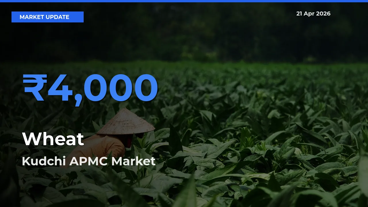 Wheat Mandi Rate Today: Kudchi APMC Tops the List