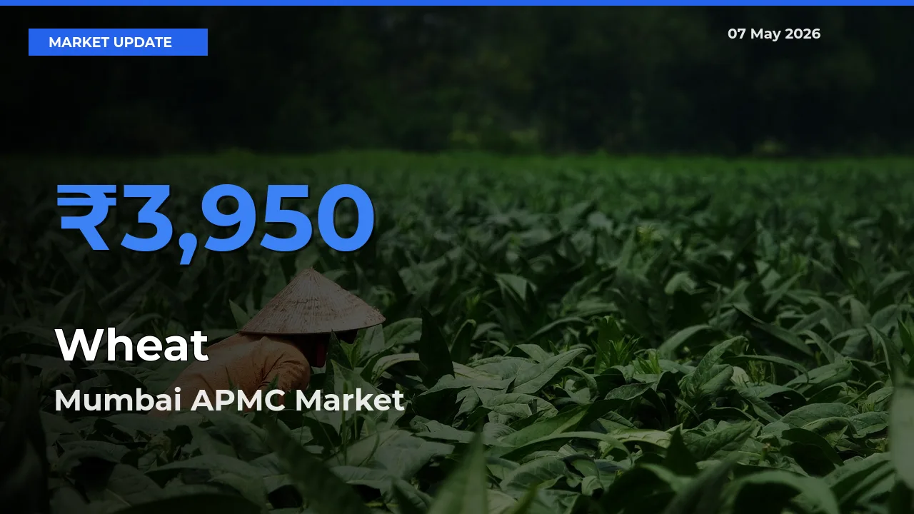 Mumbai APMC Offers ₹3,950 – Highest Wheat Rate Today