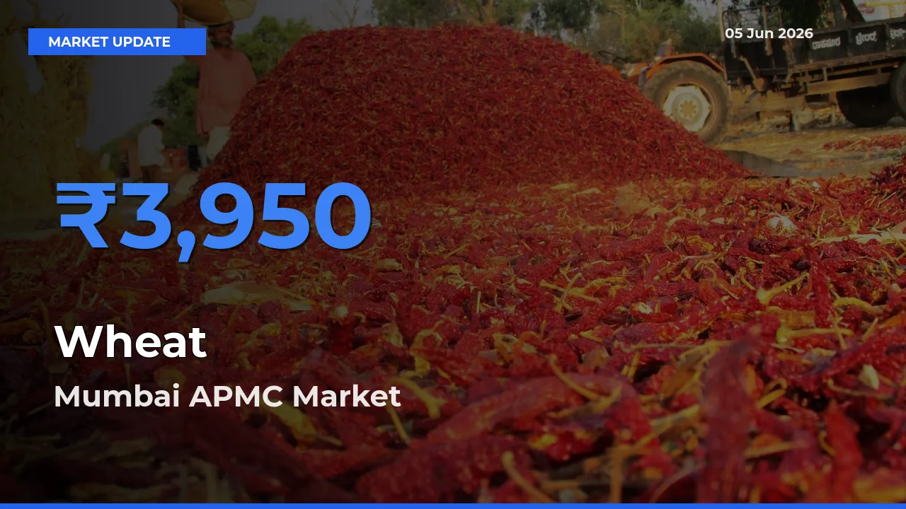 Mumbai APMC Leads as Top Mandi for Wheat Prices