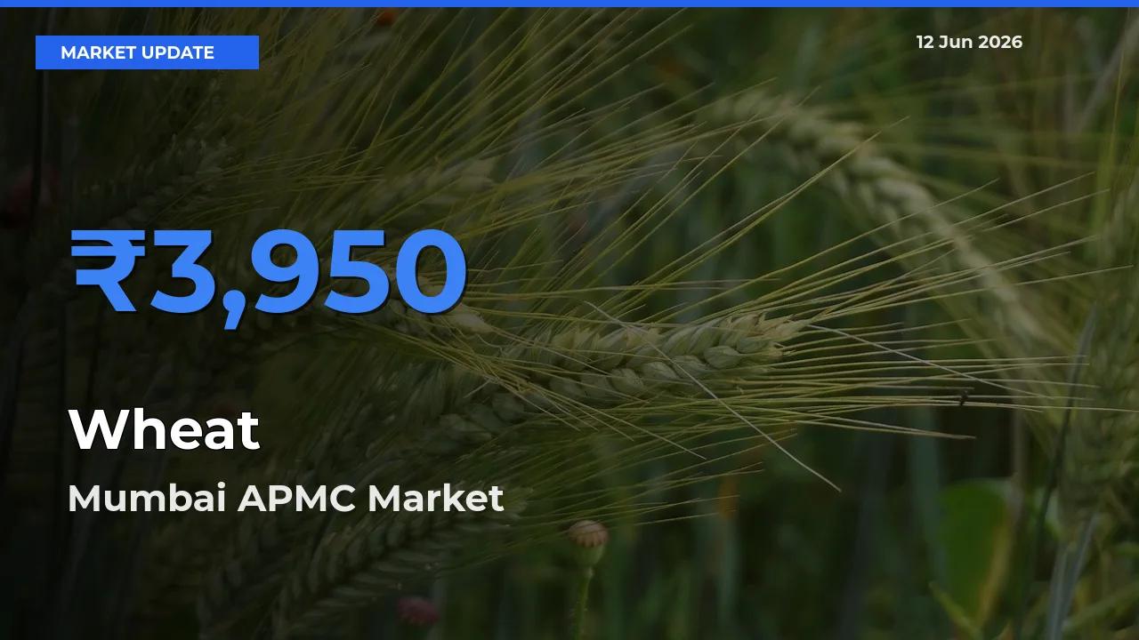 Mumbai APMC Tops Wheat Mandi Rates Today