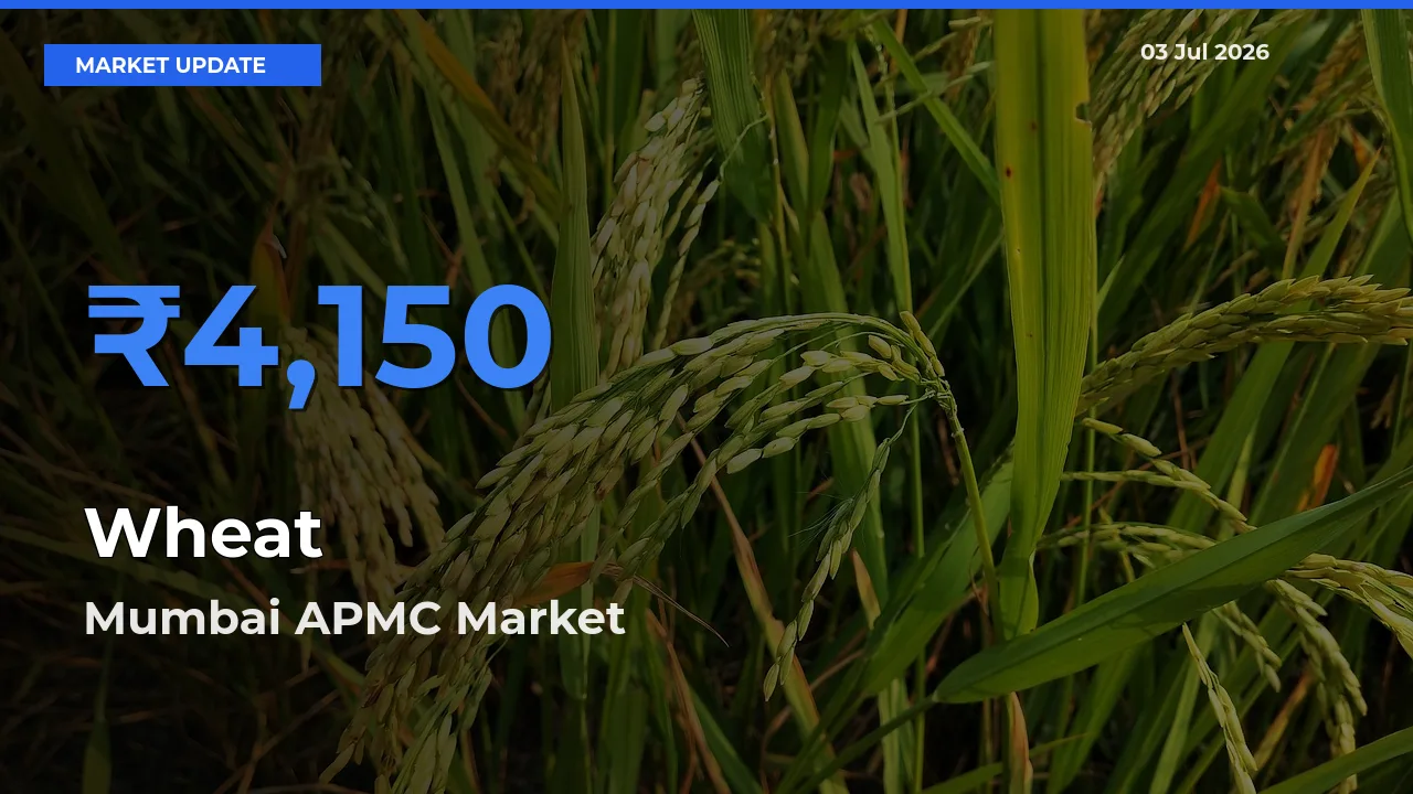 Wheat Mandi Rate Today: Mumbai APMC Tops the List