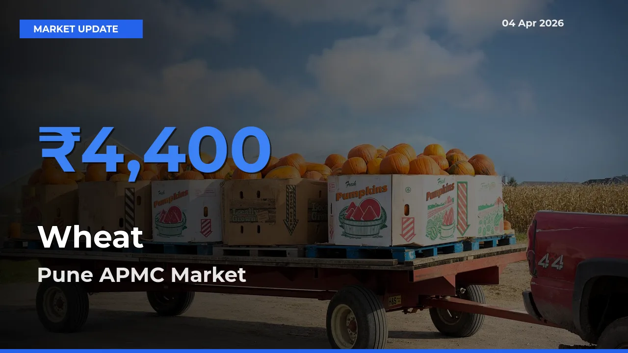 Pune APMC Emerges as Top Mandi for Wheat Prices Today