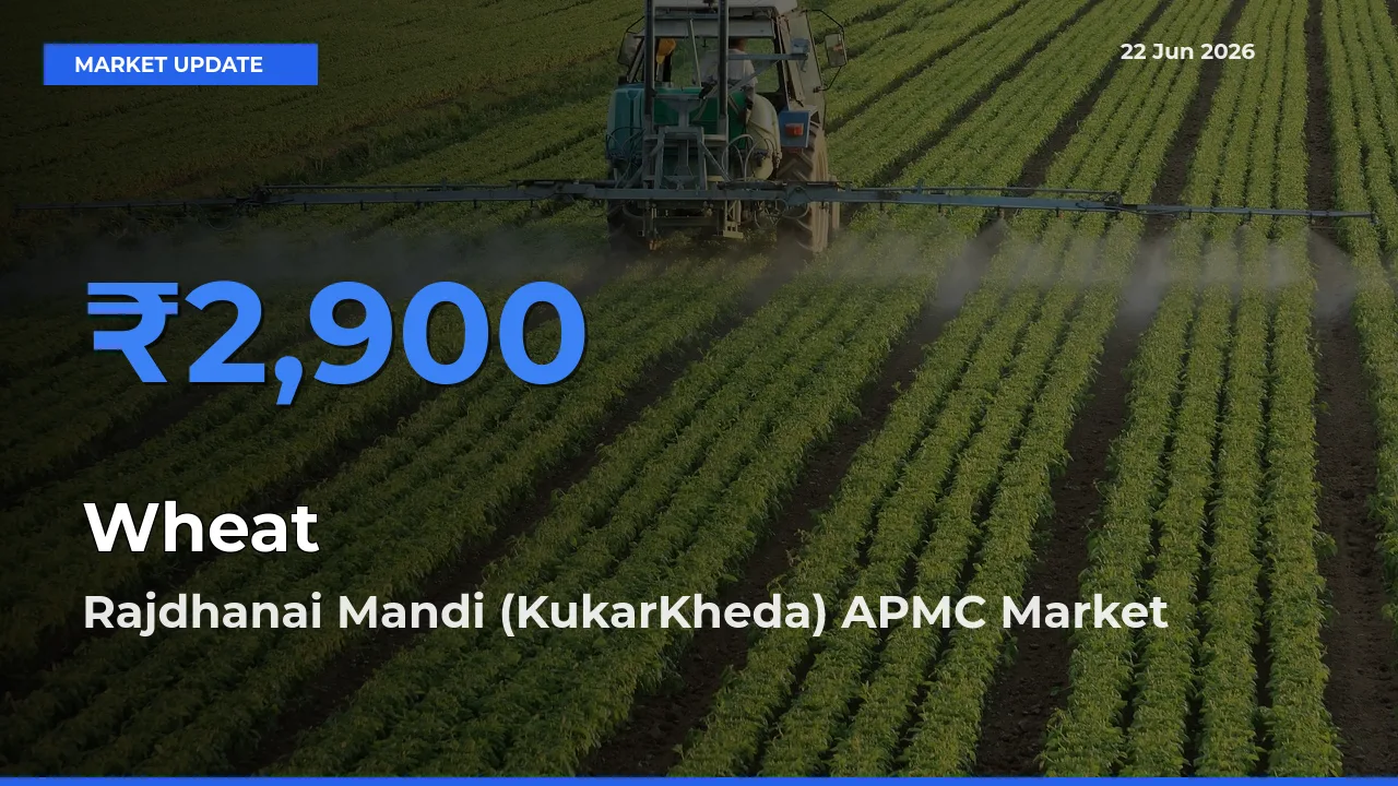 Rajdhanai Mandi (KukarKheda) APMC Offers ₹2,900 – Highest Wheat Rate Today
