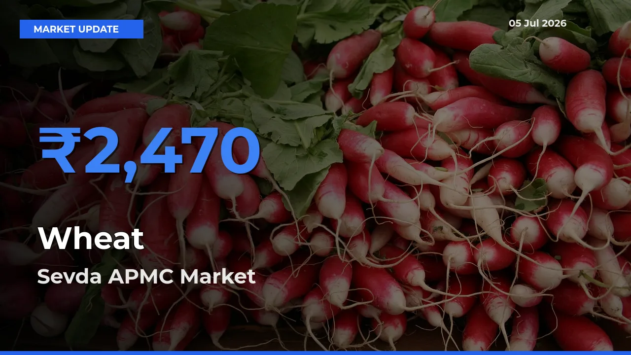 Sevda APMC Tops Wheat Mandi Rates Today