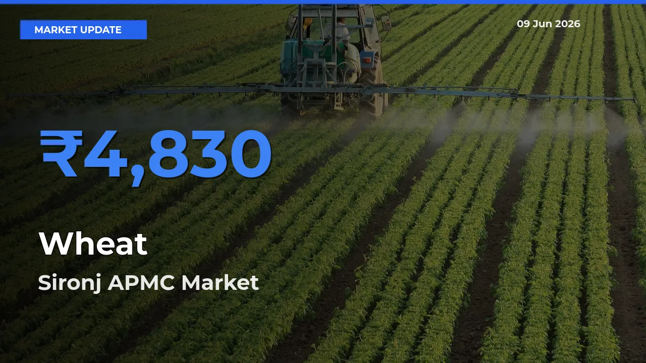 Top Performer! Sironj APMC Offers Best Wheat Price Today