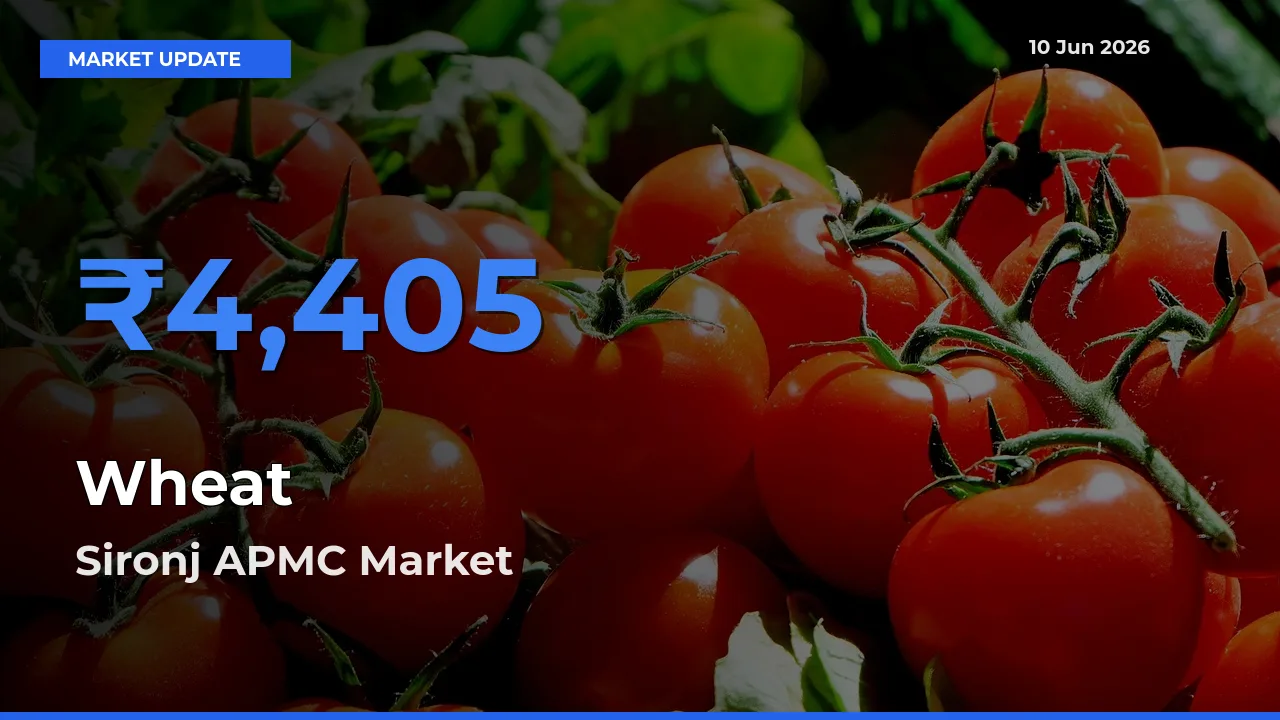 Sironj APMC Records Highest ₹4,405 Rate for Wheat