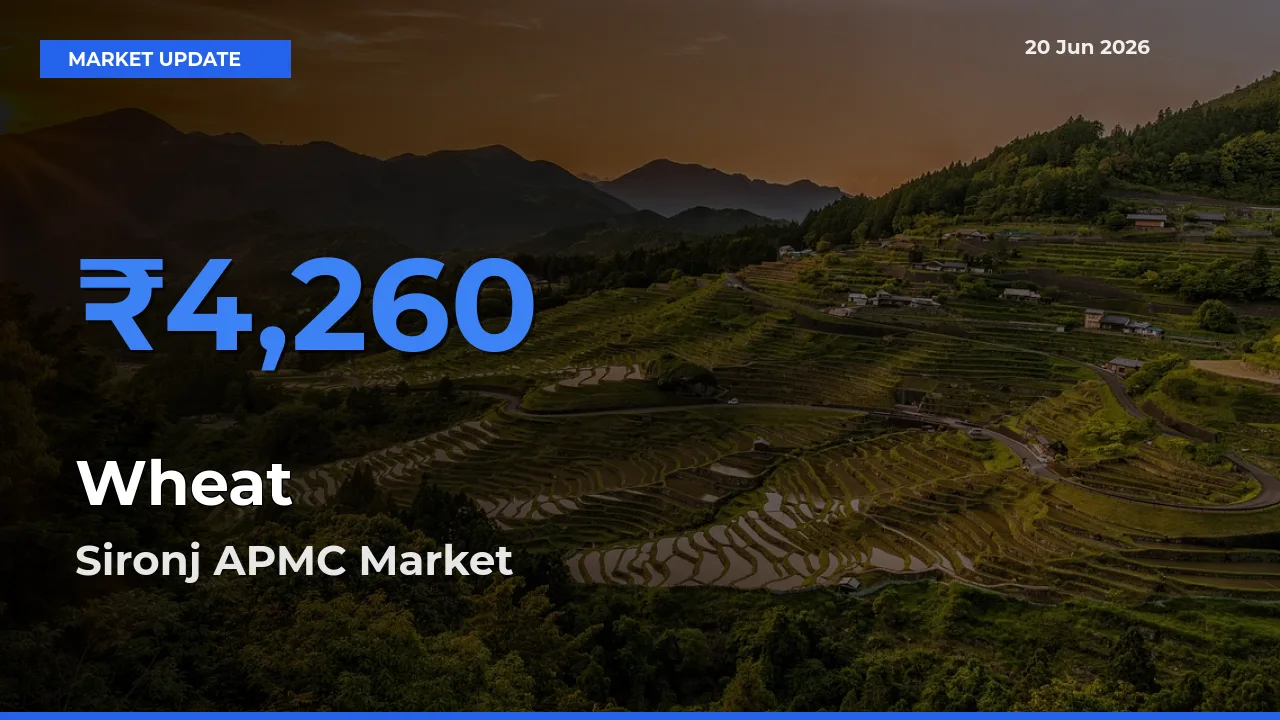 Sironj APMC Tops Wheat Mandi Rates Today