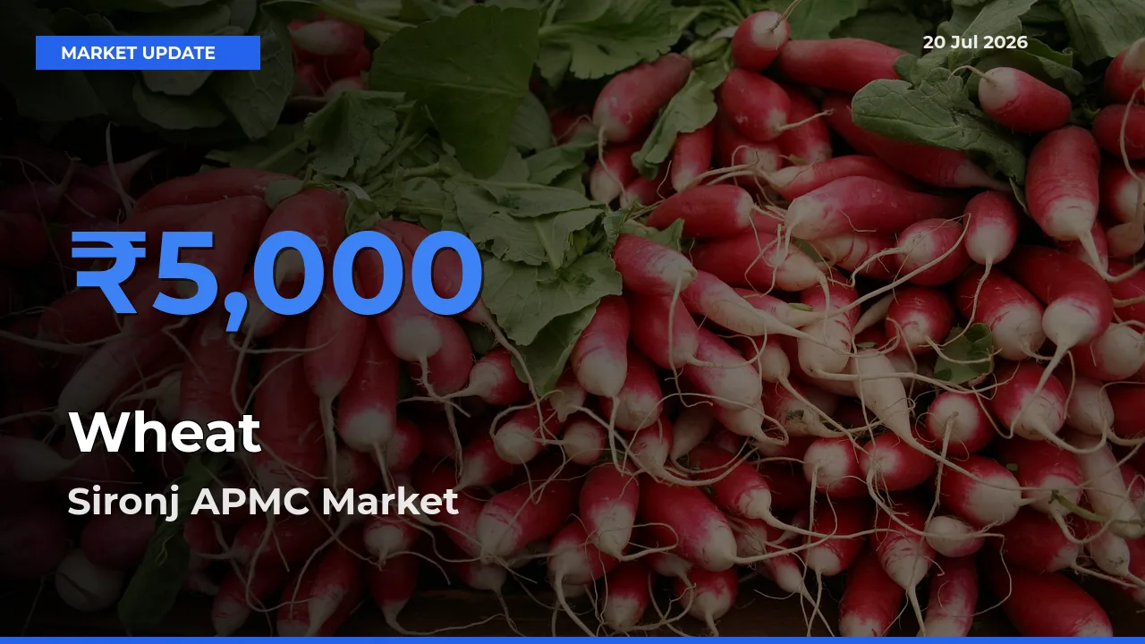 Sironj APMC Leads as Top Mandi for Wheat Prices