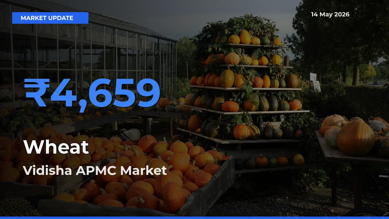 Vidisha APMC Tops Wheat Rates – May 14 Market Update