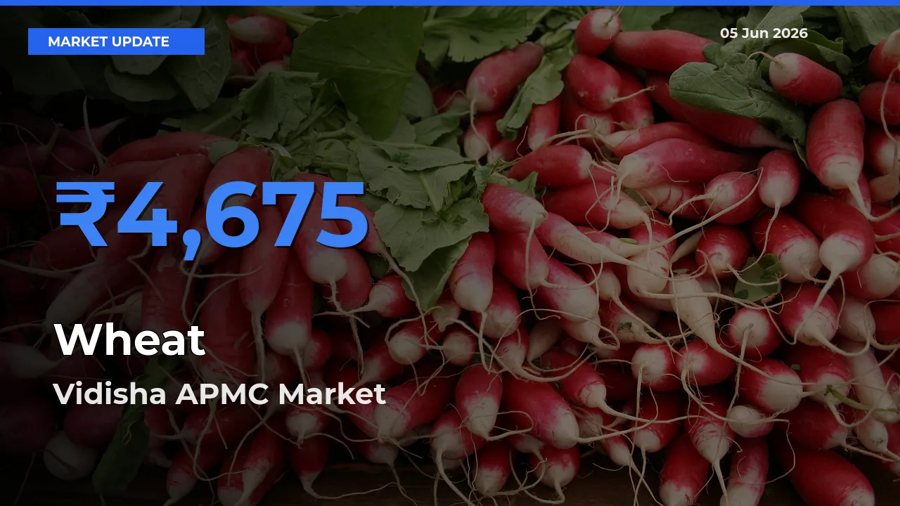Vidisha APMC Tops Wheat Mandi Rates Today
