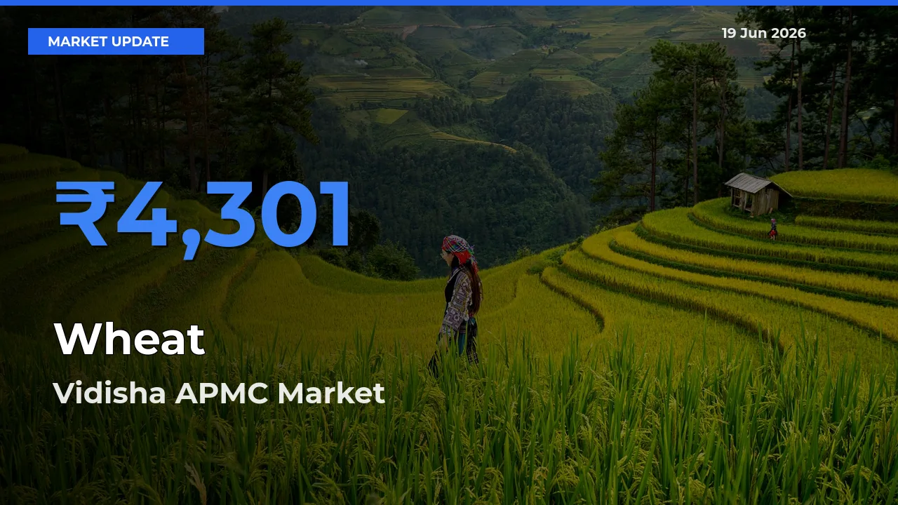 Wheat Mandi Rate Today: Vidisha APMC Tops the List