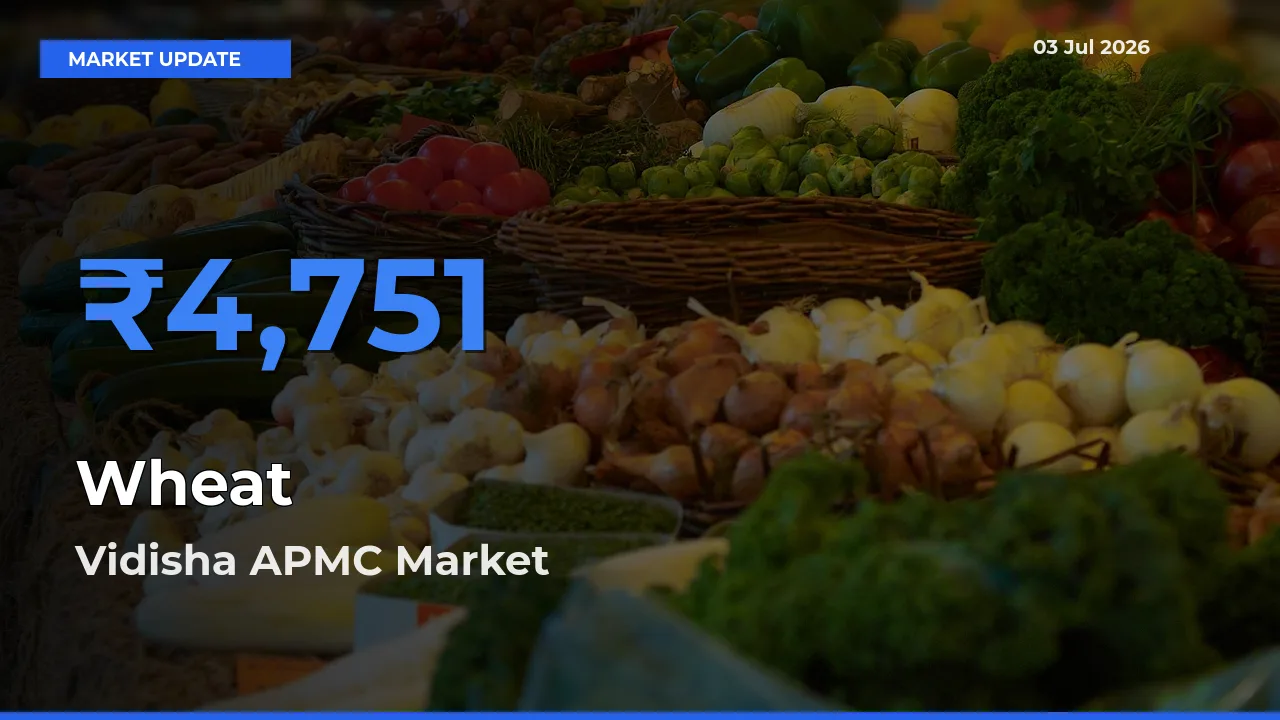 Top Performer! Vidisha APMC Offers Best Wheat Price Today