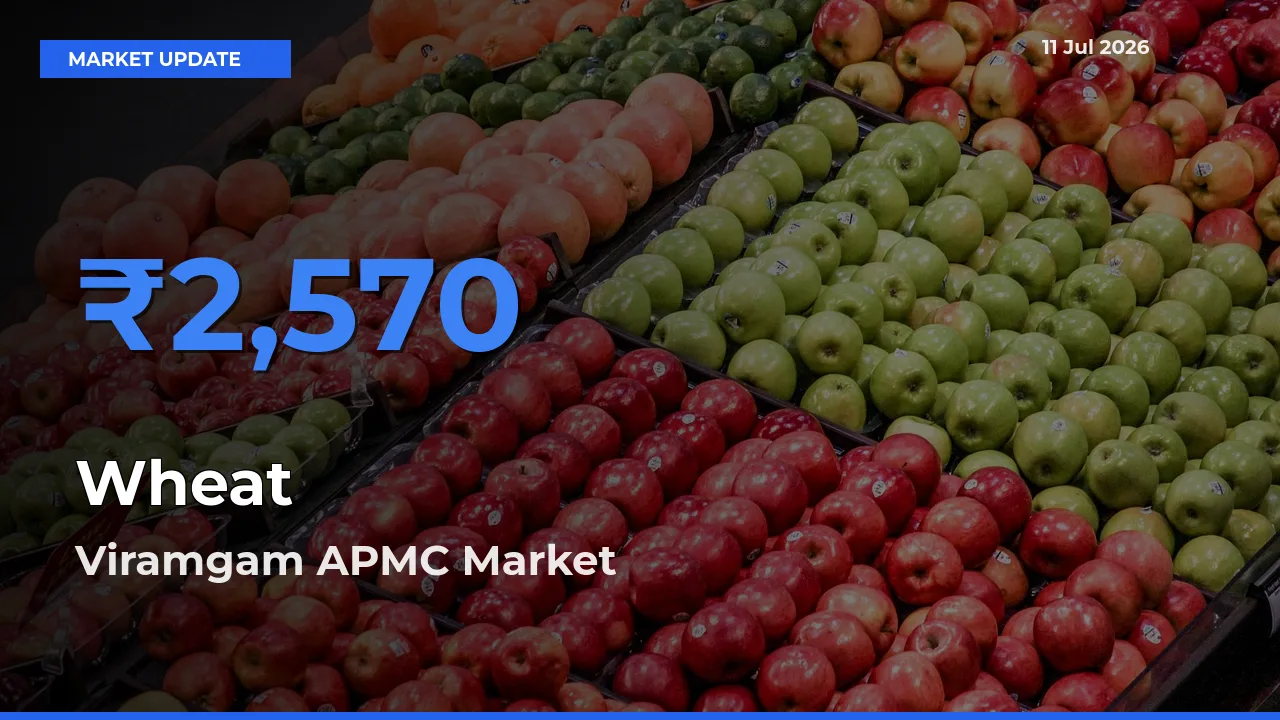 Viramgam APMC Tops Wheat Mandi Rates Today