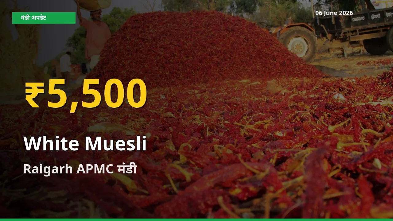 Raigarh APMC में सफेद मूसली ₹5,500 पर पहुँचा – अब तक का उच्चतम भाव