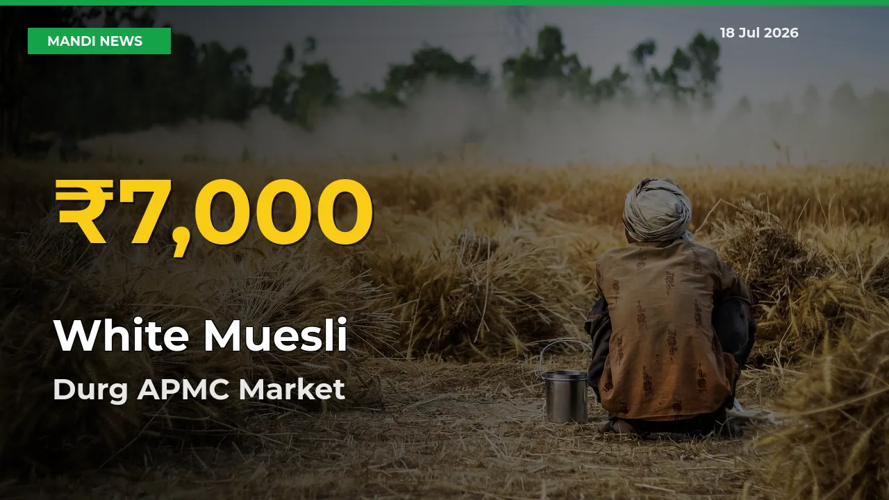 White Muesli Price Rally Continues – Durg APMC Hits Fresh High Today