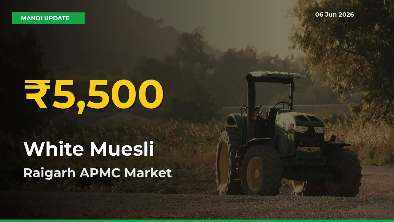 White Muesli Hits Fresh High in Raigarh APMC Today