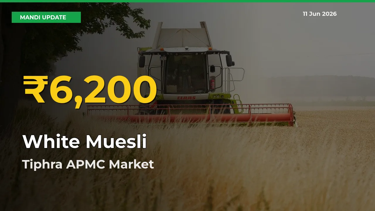 Farmers Benefit as White Muesli Rate Touches New High in Tiphra APMC