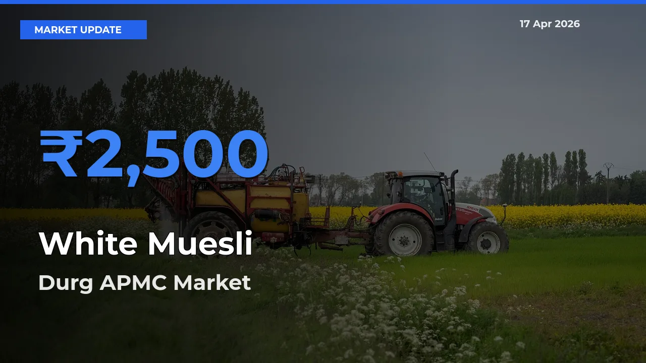 Farmers Prefer Durg APMC as White Muesli Hits Highest Rate