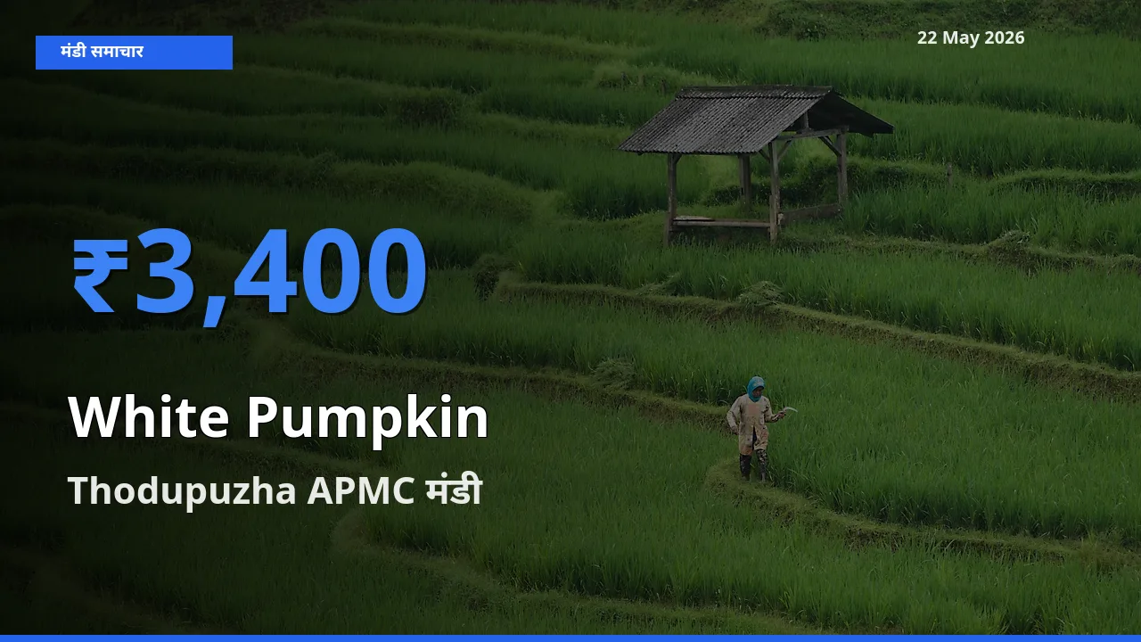 आज सफ़ेद कद्दू के सबसे ज़्यादा दाम Thodupuzha APMC मंडी में दर्ज