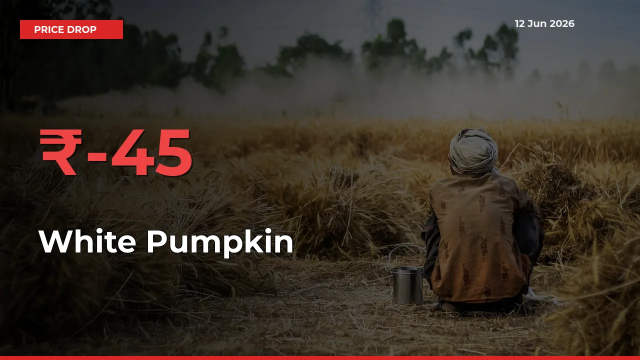White Pumpkin Prices Drop 44.9% – June 12 Market Update from Mandis