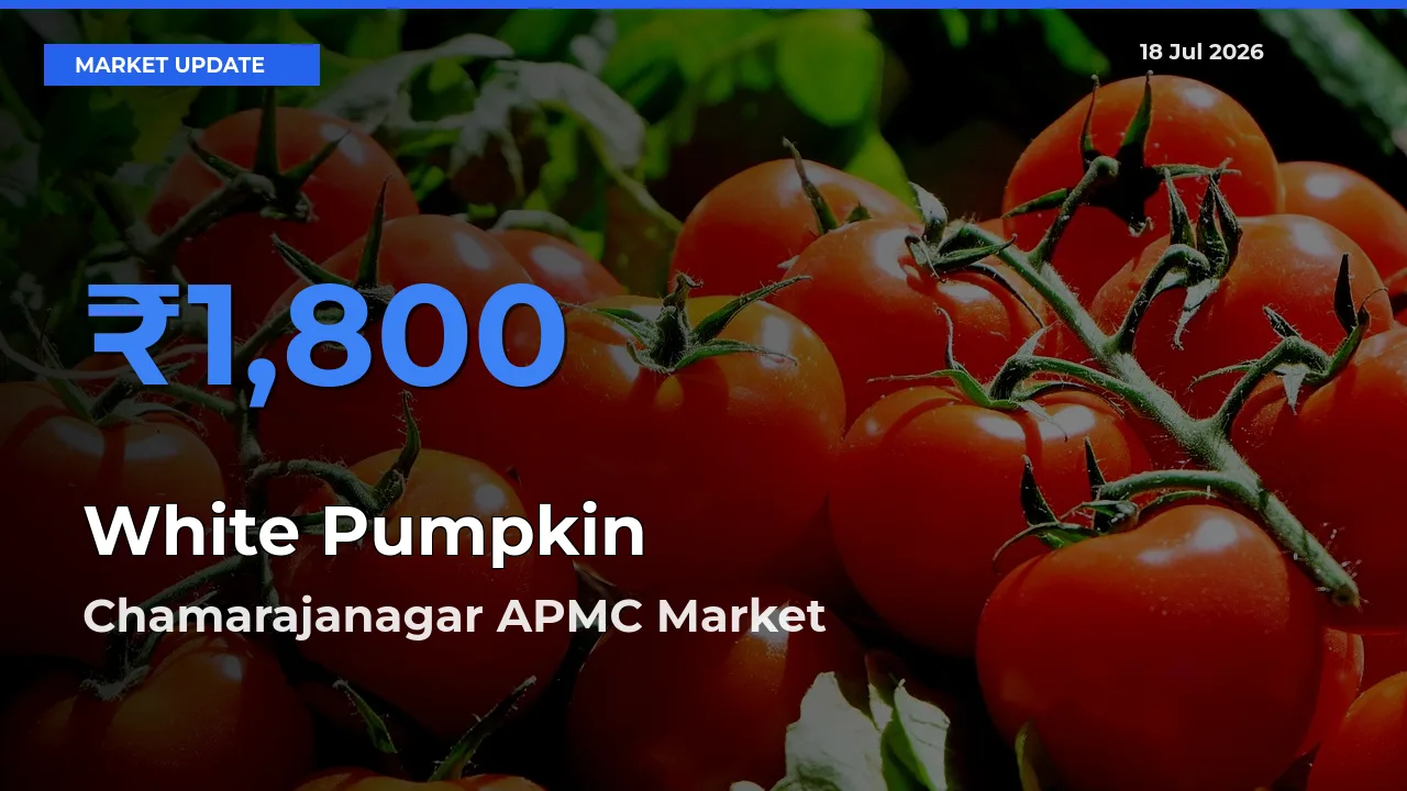 Chamarajanagar APMC Tops White Pumpkin Mandi Rates Today