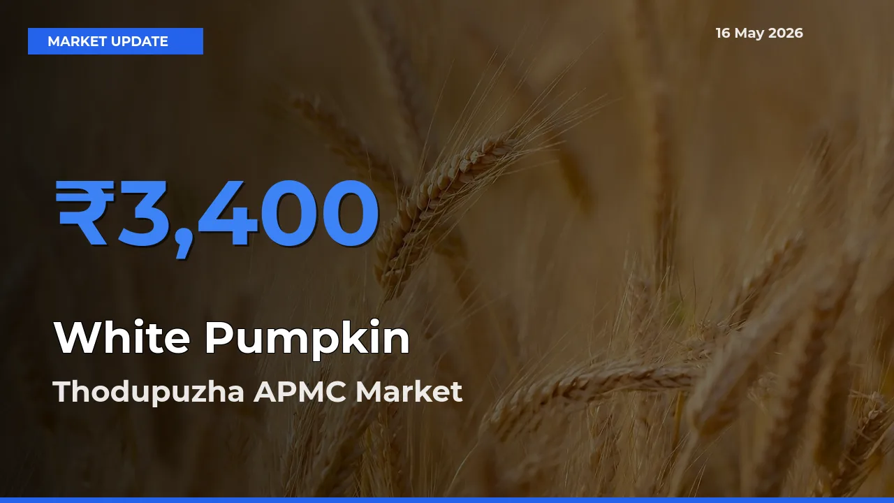 Thodupuzha APMC Offers ₹3,400 – Highest White Pumpkin Rate Today