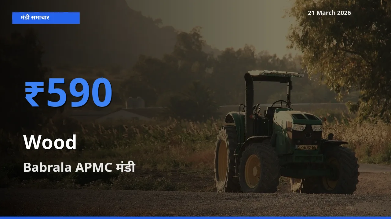 किसानों की पसंद बना Babrala APMC, लकड़ी के सबसे अच्छे दाम