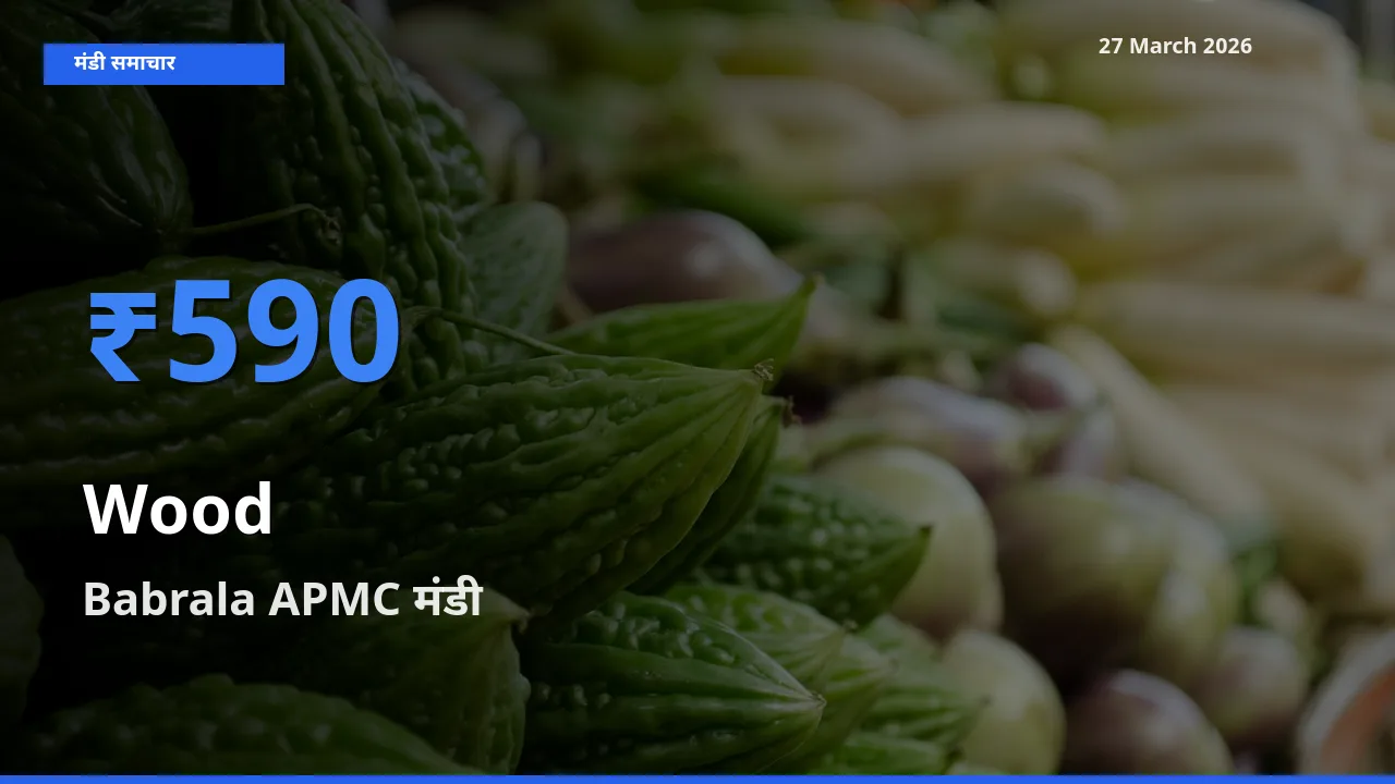 टॉप मंडी बना Babrala APMC! लकड़ी के सबसे ऊँचे दाम यहीं दर्ज