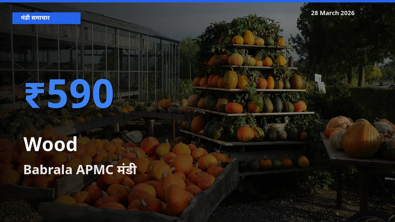 28 March अपडेट: लकड़ी के सबसे ऊँचे दाम Babrala APMC मंडी में