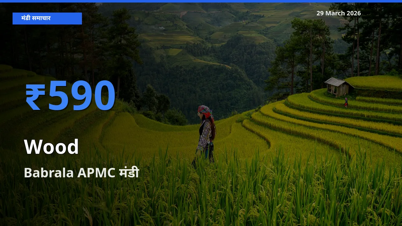 बाज़ार संकेत: Babrala APMC बना लकड़ी के लिए आज की टॉप मंडी