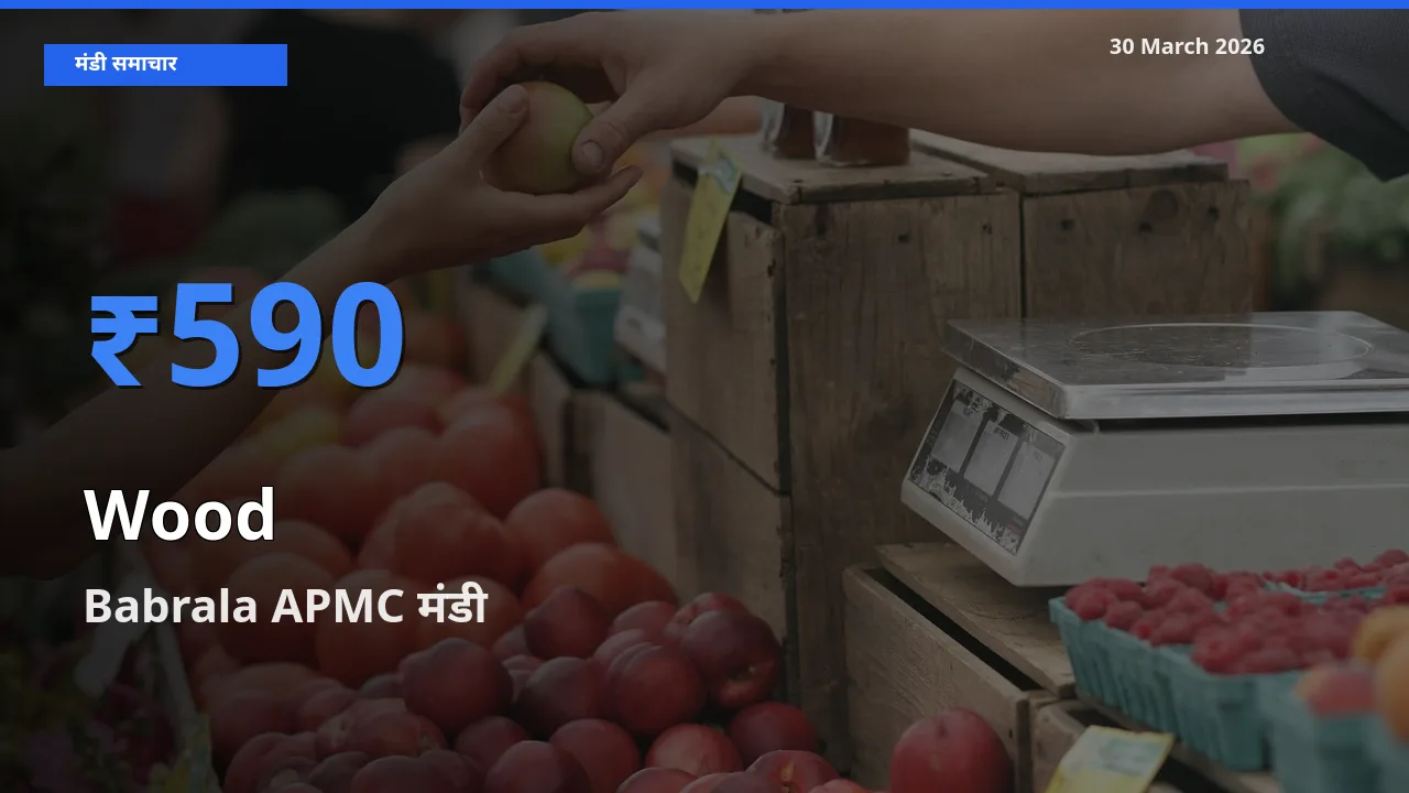 किसानों की पसंद बना Babrala APMC, लकड़ी के सबसे अच्छे दाम
