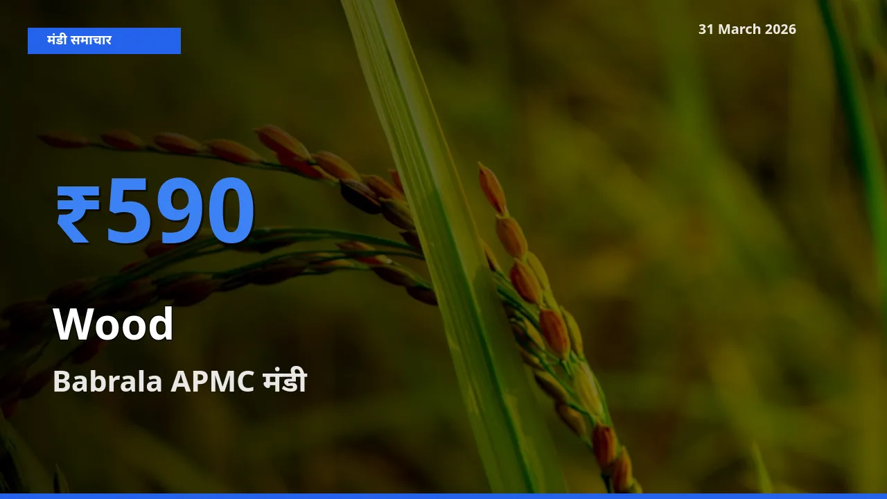 31 March अपडेट: लकड़ी के सबसे ऊँचे दाम Babrala APMC मंडी में