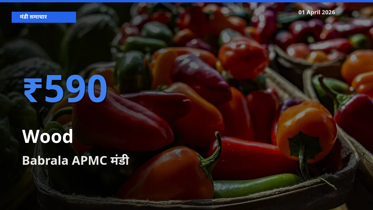 01 April अपडेट: लकड़ी के सबसे ऊँचे दाम Babrala APMC मंडी में