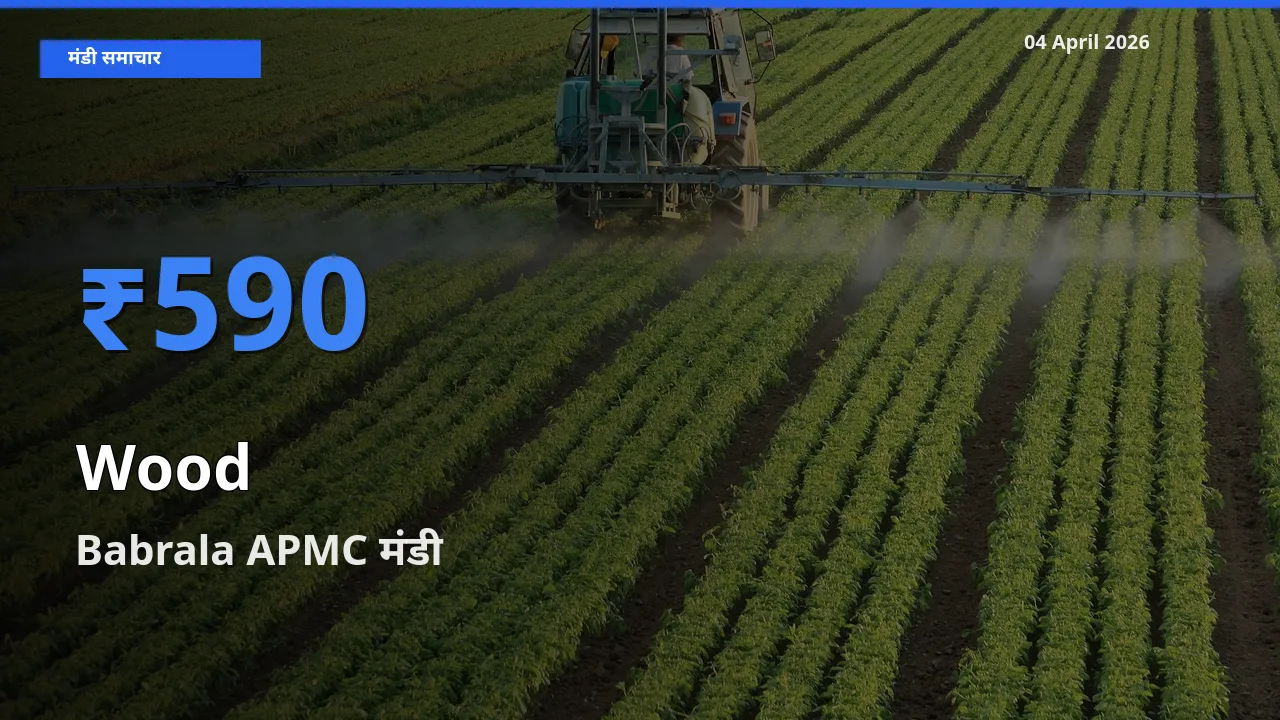 टॉप मंडी बना Babrala APMC! लकड़ी के सबसे ऊँचे दाम यहीं दर्ज