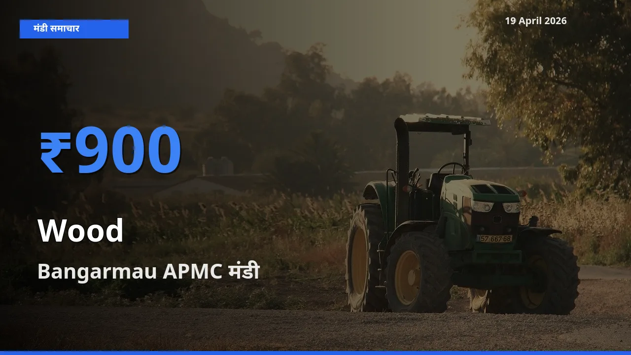 किसानों की पसंद बना Bangarmau APMC, लकड़ी के सबसे अच्छे दाम