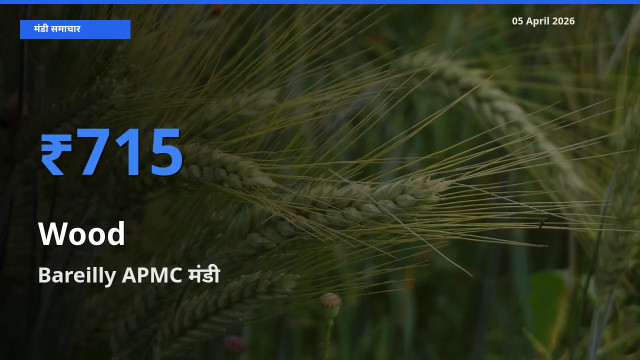 Bareilly APMC मंडी में लकड़ी ₹715 पर पहुँचा – आज का सर्वोच्च भाव