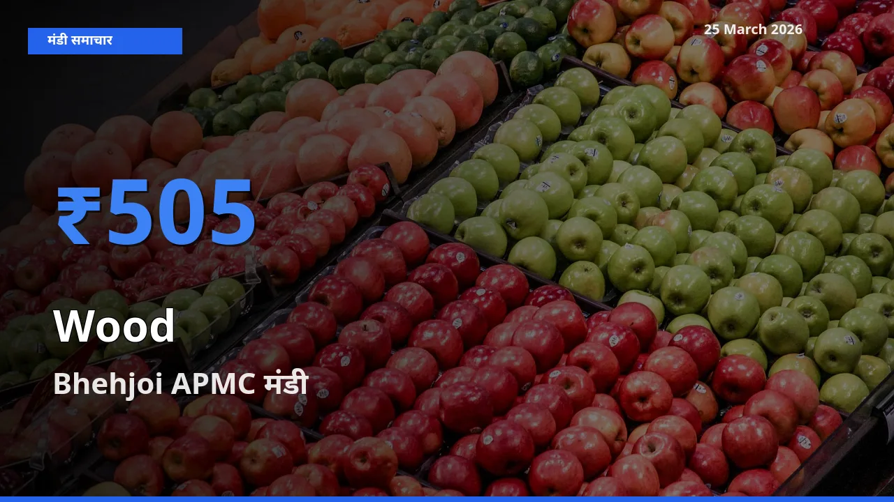 Bhehjoi APMC में लकड़ी का आज सबसे ऊँचा भाव