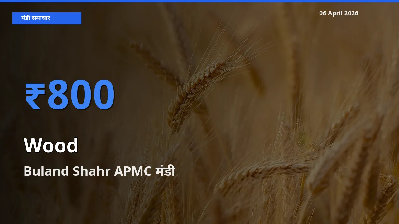 Buland Shahr APMC मंडी में लकड़ी ₹800 पर पहुँचा – आज का सर्वोच्च भाव