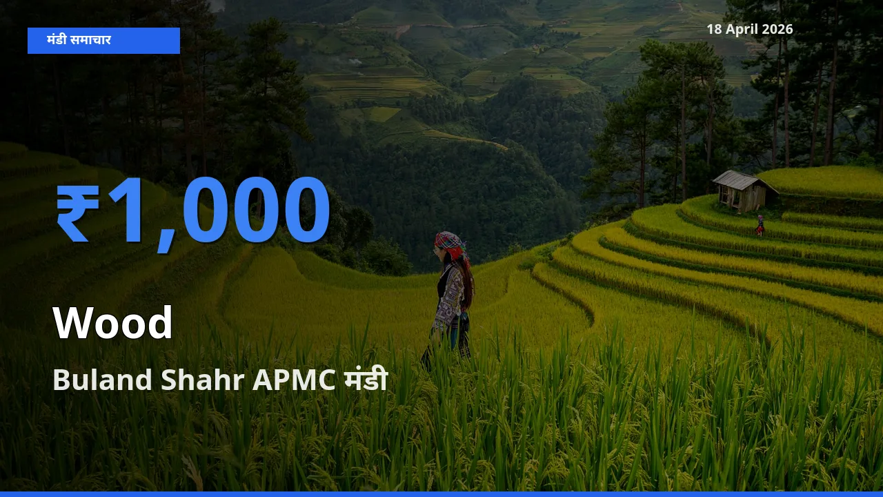 18 April अपडेट: लकड़ी के सबसे ऊँचे दाम Buland Shahr APMC मंडी में