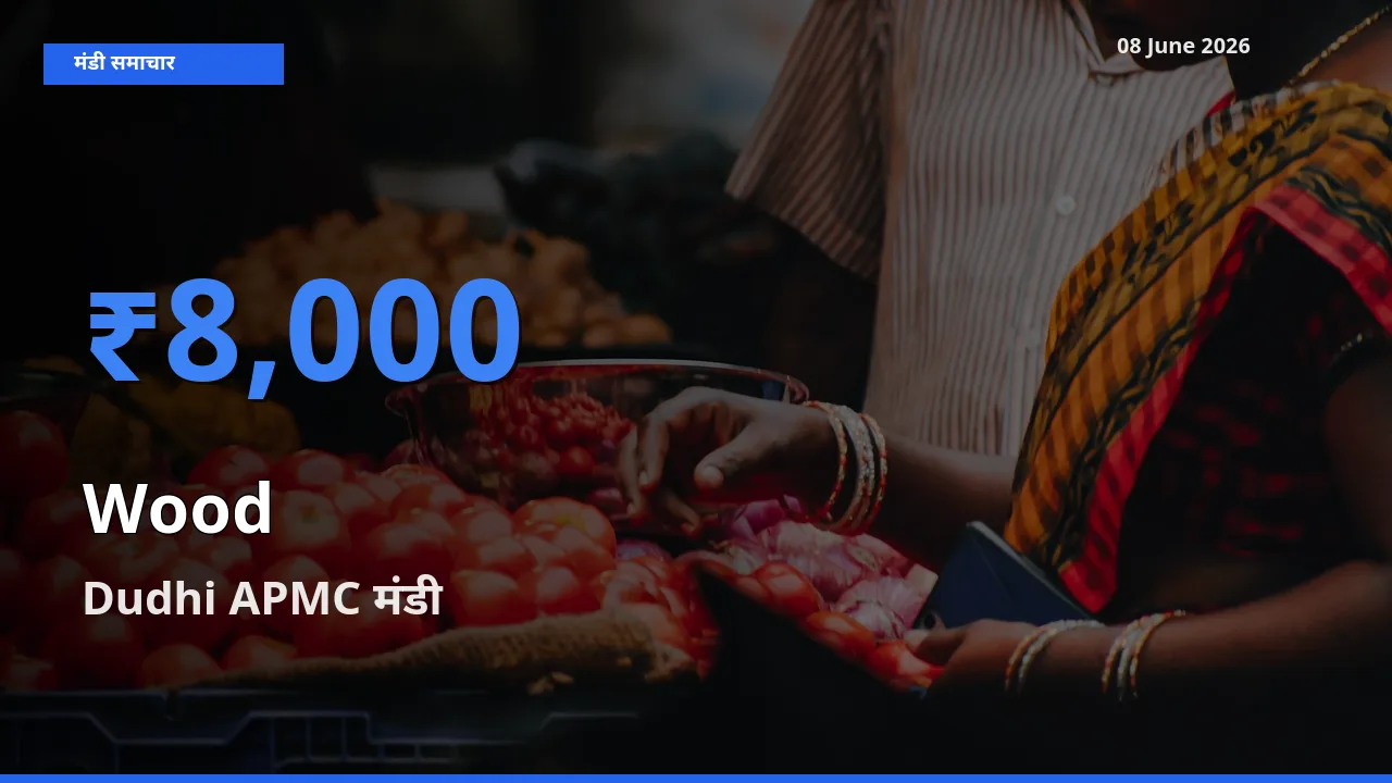 08 June अपडेट: लकड़ी के सबसे ऊँचे दाम Dudhi APMC मंडी में