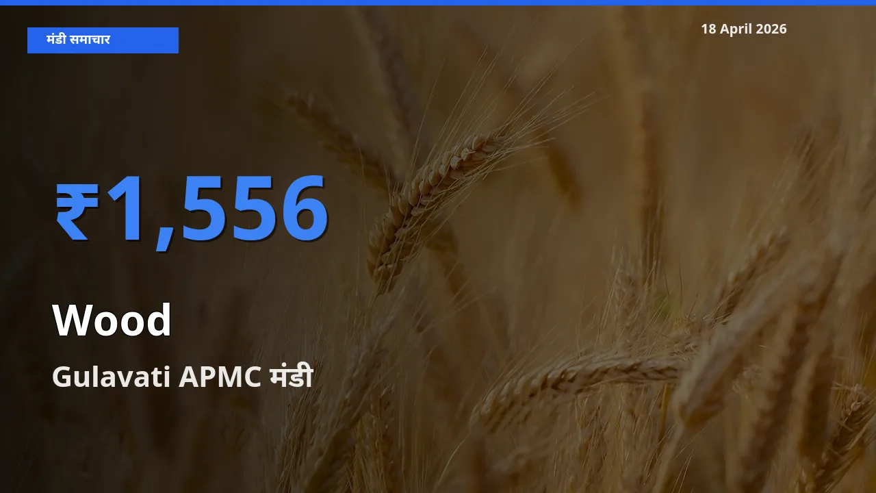 Gulavati APMC मंडी में आज लकड़ी के सबसे ऊँचे दाम दर्ज