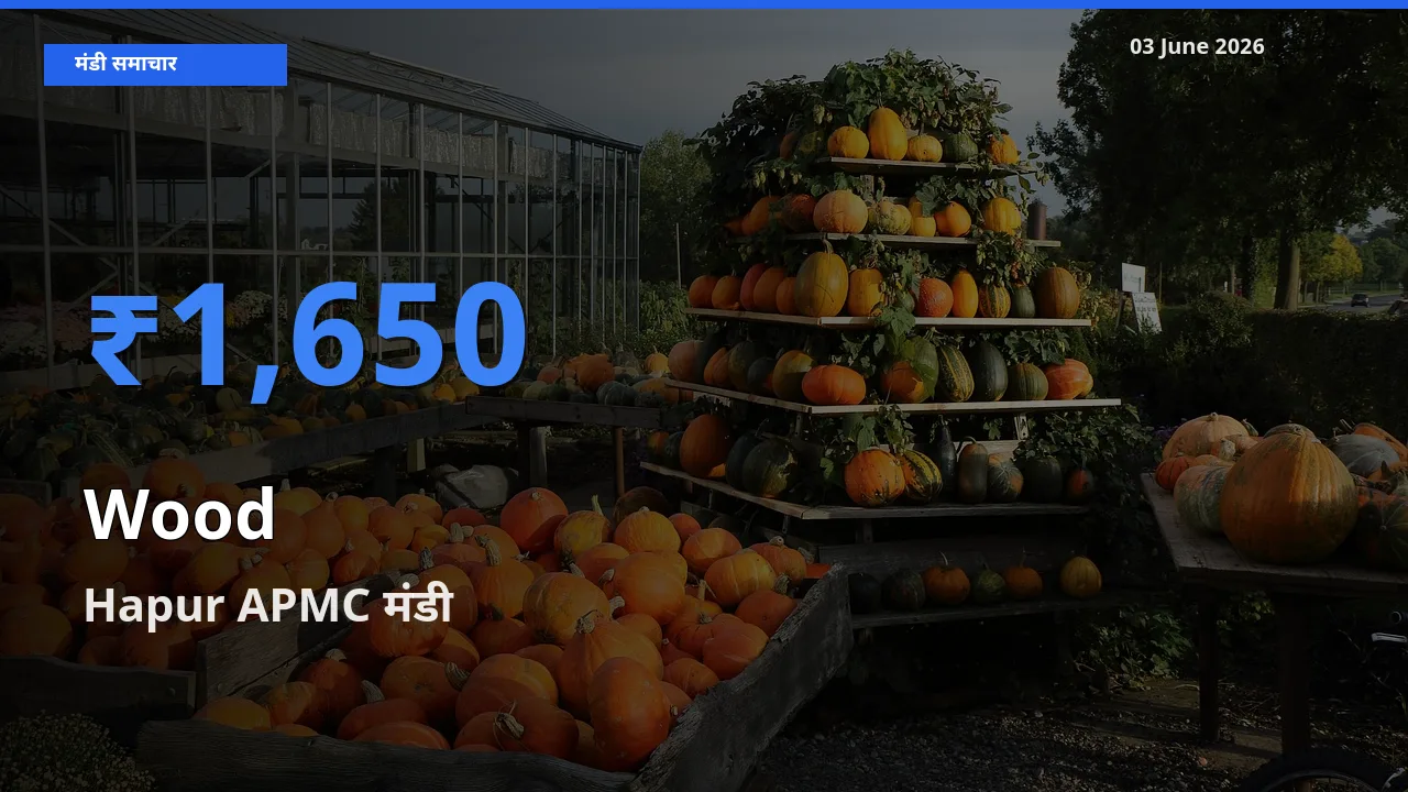 आज लकड़ी के सबसे ऊँचे दाम ₹1,650 Hapur APMC मंडी में