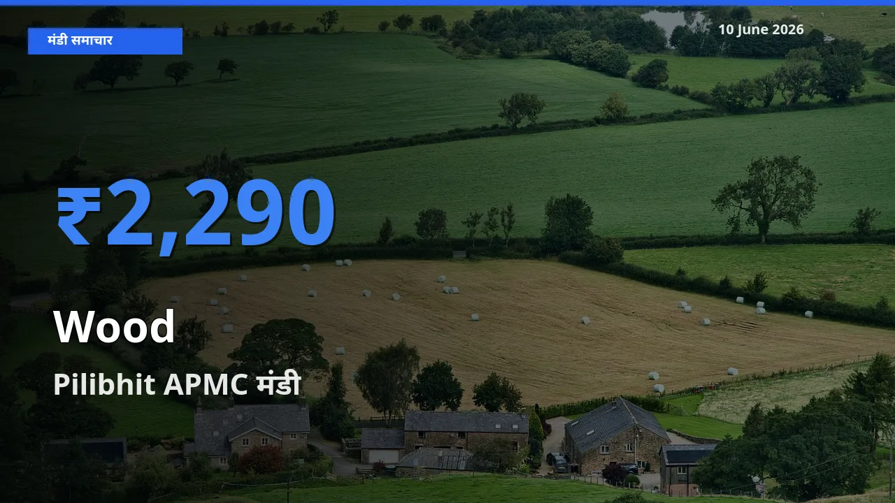 टॉप मंडी बना Pilibhit APMC! लकड़ी के सबसे ऊँचे दाम यहीं दर्ज