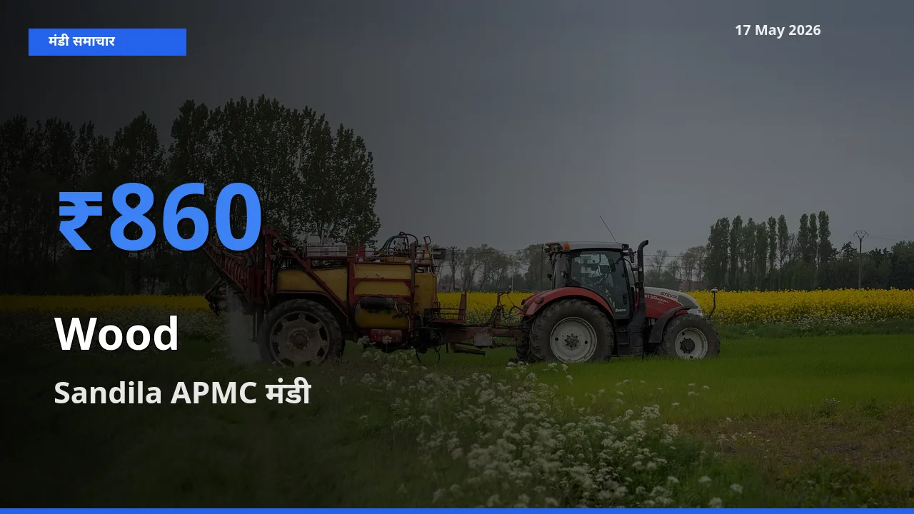 आज लकड़ी के सबसे ज़्यादा दाम Sandila APMC मंडी में दर्ज