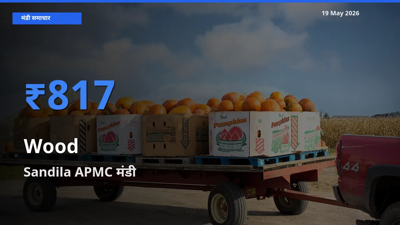 आज लकड़ी के सबसे ऊँचे दाम ₹817 Sandila APMC मंडी में